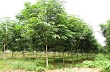 Liên kết phát triển cao su ở Hà Tĩnh